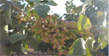 برنامه تغذیه درختان پسته 